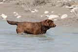 LABRADOR 512